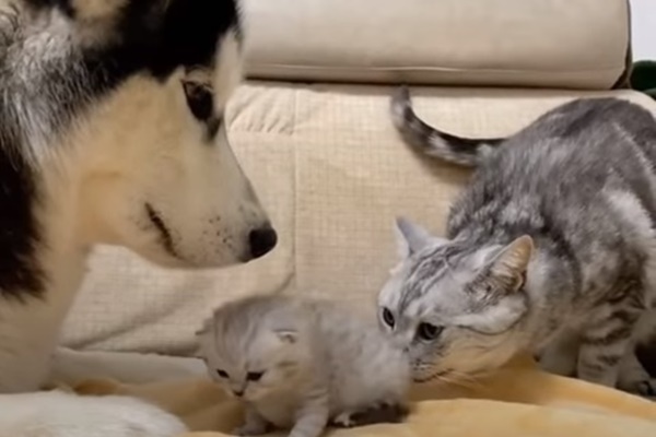 cani e gatti sono una grande famiglia