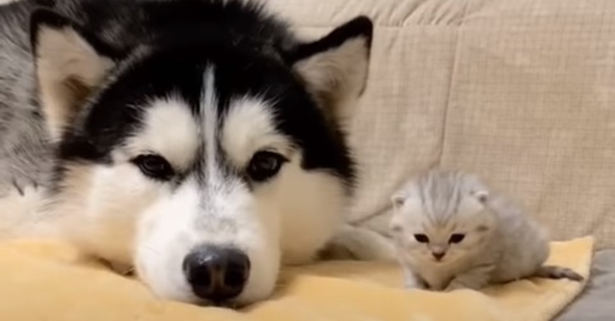 Husky impara a badare al suo amico gattino e lo riempie di coccole (VIDEO)