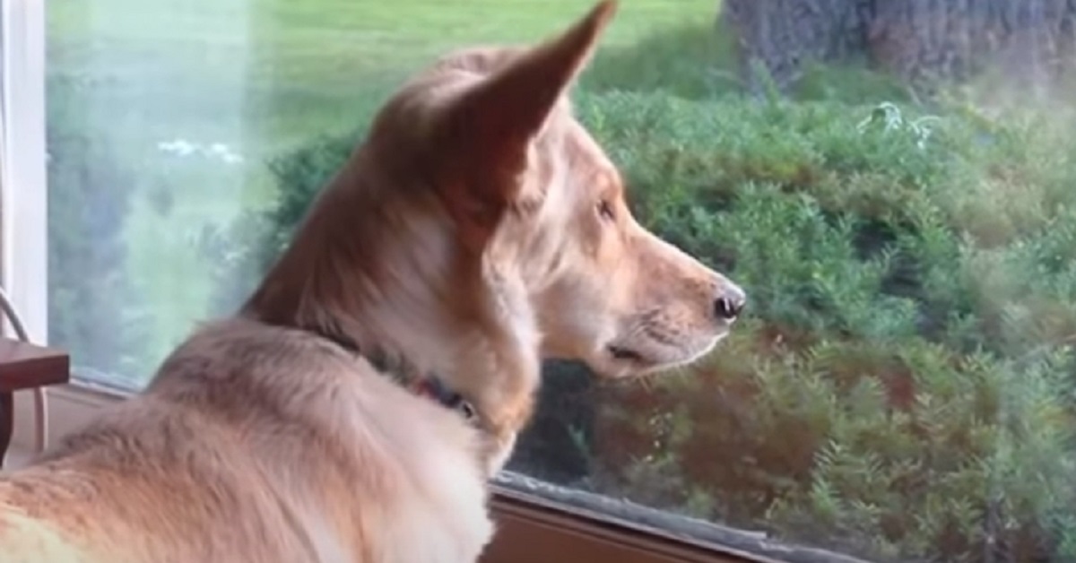 Il cucciolo che guardava fuori dalla finestra tutto il giorno (VIDEO)