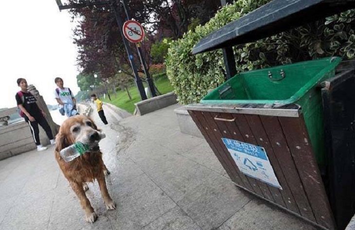 recycle dog cane ambiente