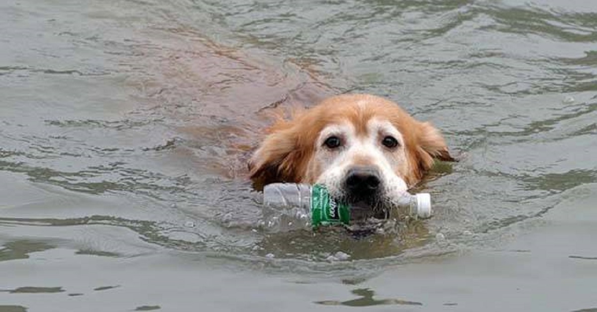 Il golden retriever che pulisce il fiume dai rifiuti (VIDEO)