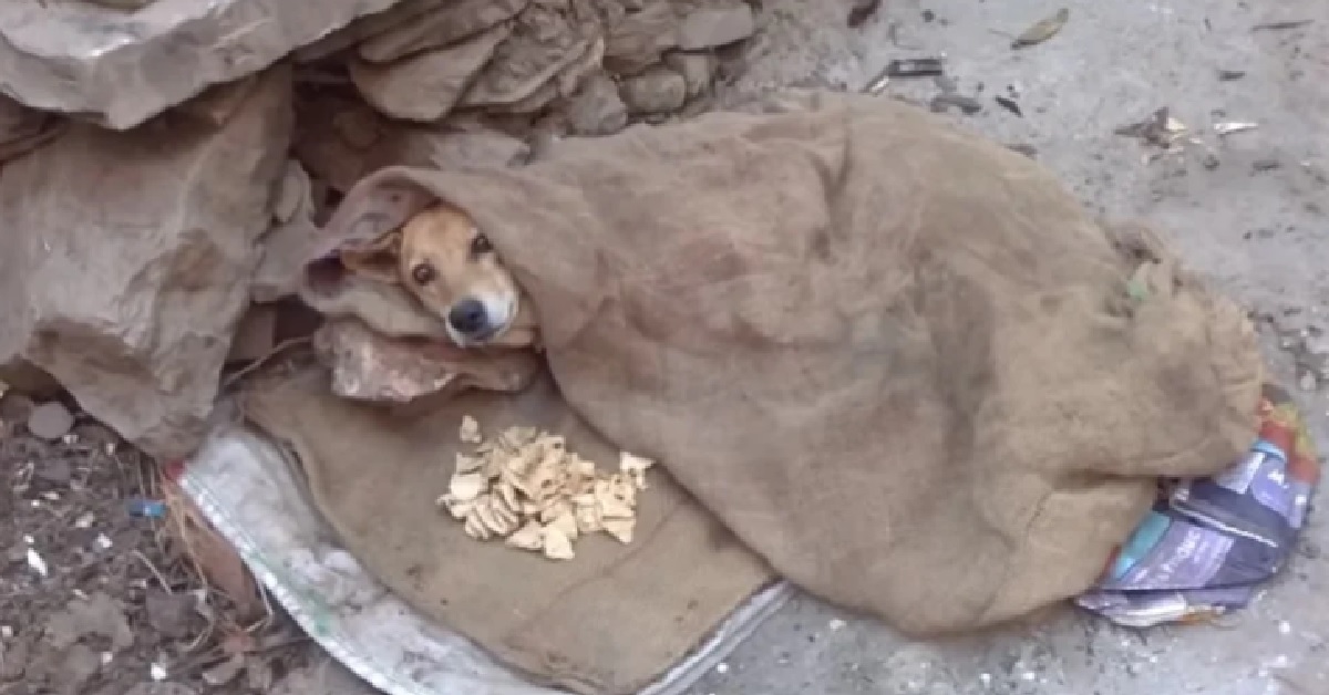 Il salvataggio di Buster, il cane con una lesione spinale (VIDEO)