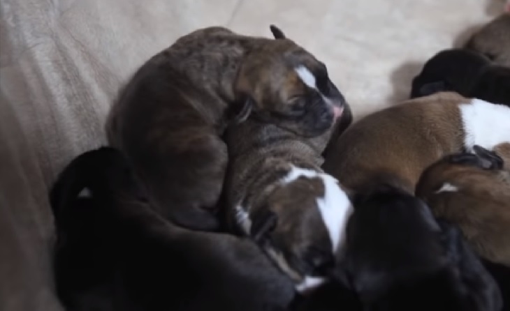 cane storie nascita 12 cuccioli