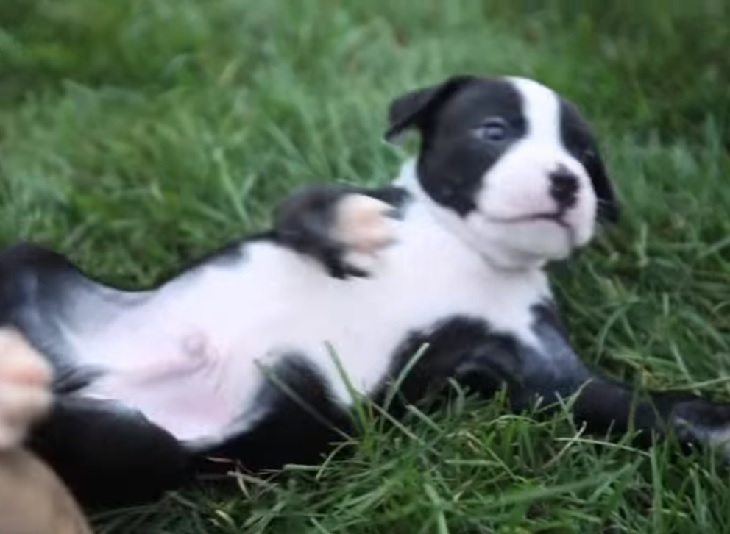 cuccioli giocano divertente 