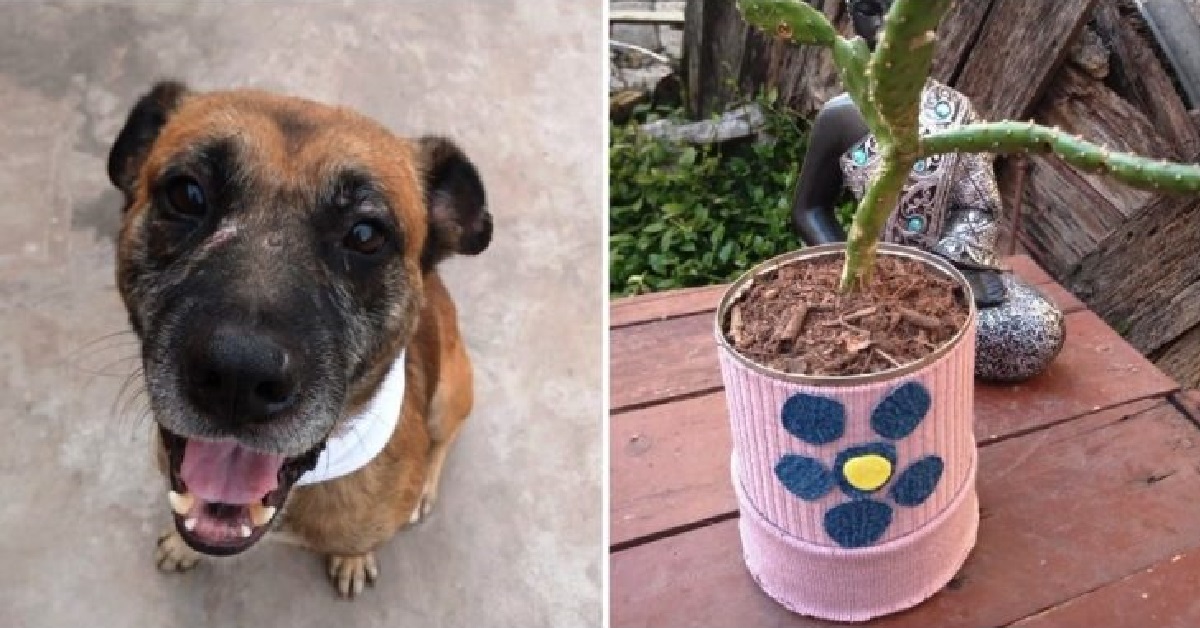 La donna vende delle piante per curare la triste malattia del cane