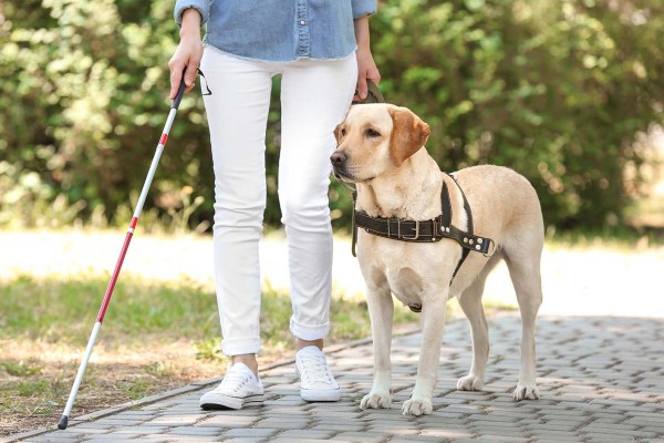 cane che passeggia