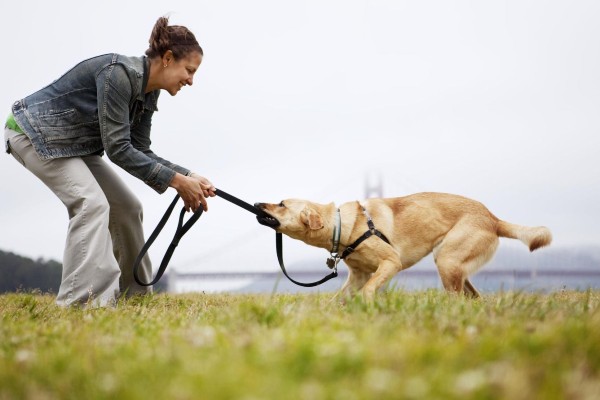 cane che gioca con il proprietario