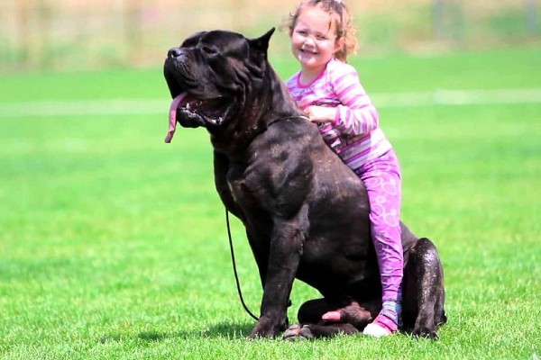 un cane con una bambina