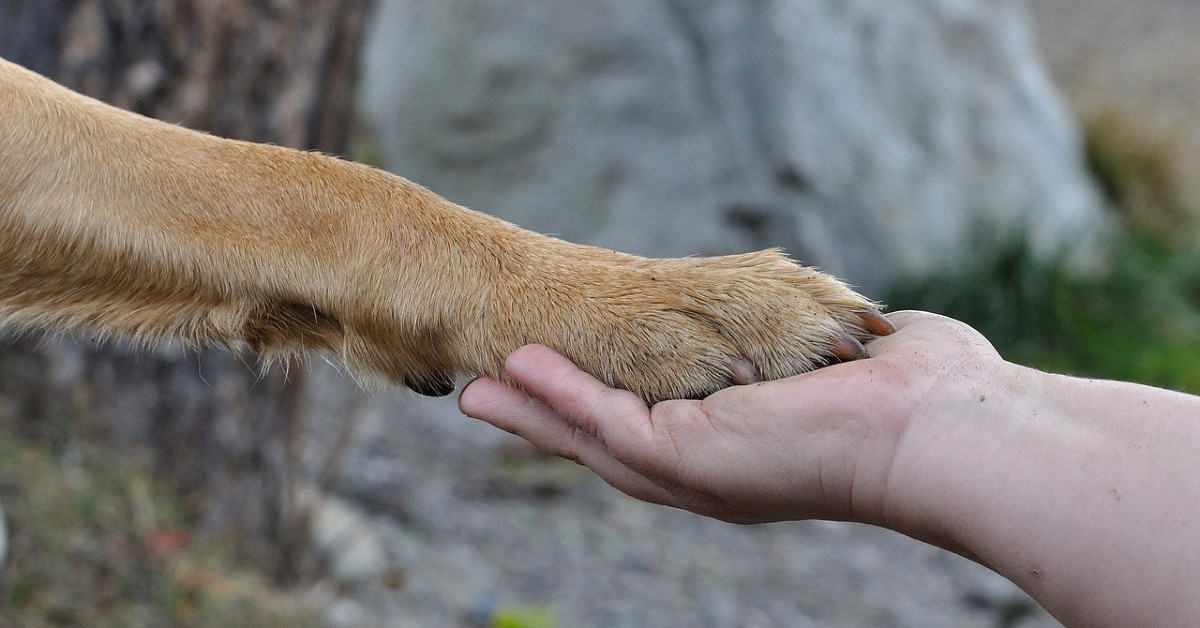 Cane alza la zampa anteriore: tutti i motivi di questo gesto