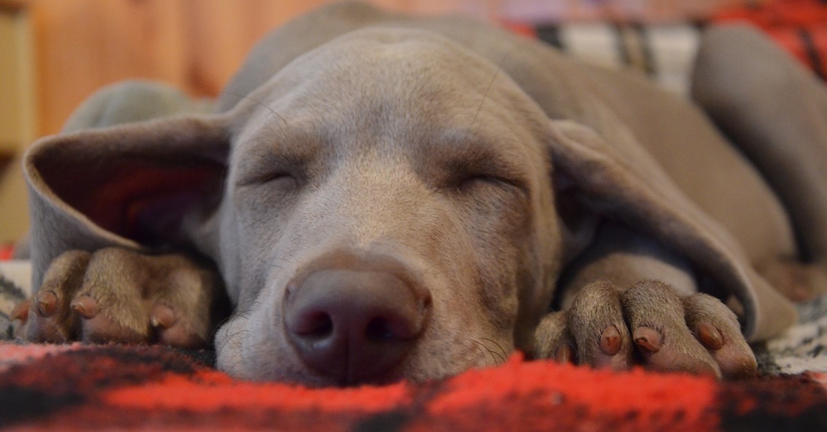 Il cane dorme fuori dalla cuccia? Ecco perché