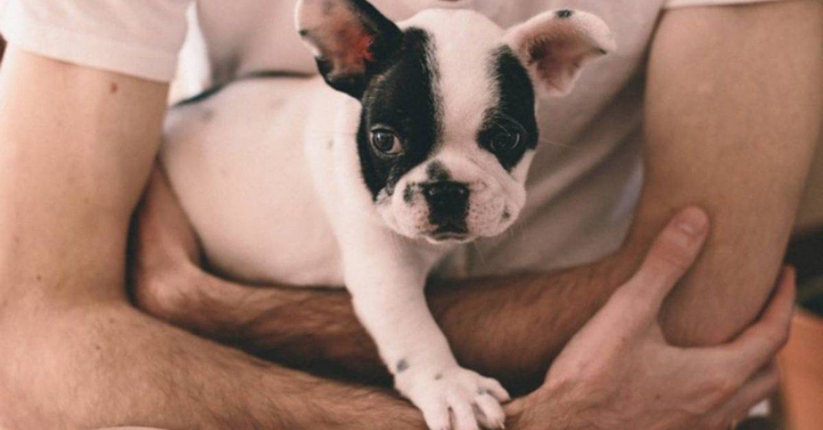 Il cane vuole stare in braccio? Ecco i motivi