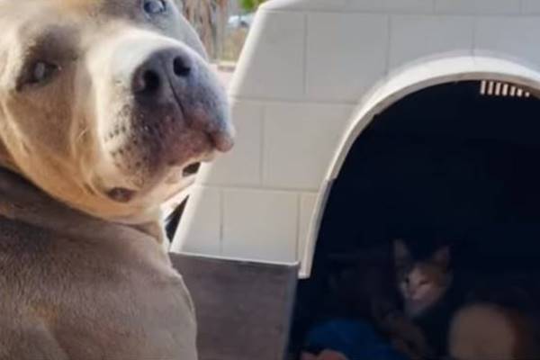 gatto dorme nella cuccia del pitbull