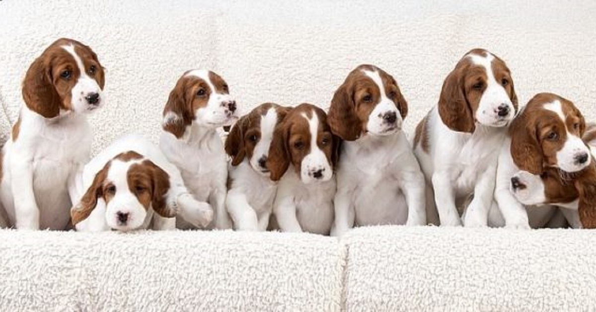 Setter irlandese rosso bianco partorisce 10 cuccioli: è record (VIDEO)