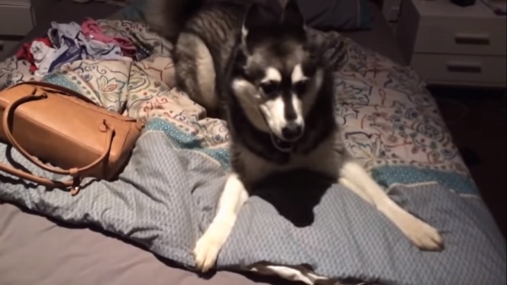 shiro cane husky video risate