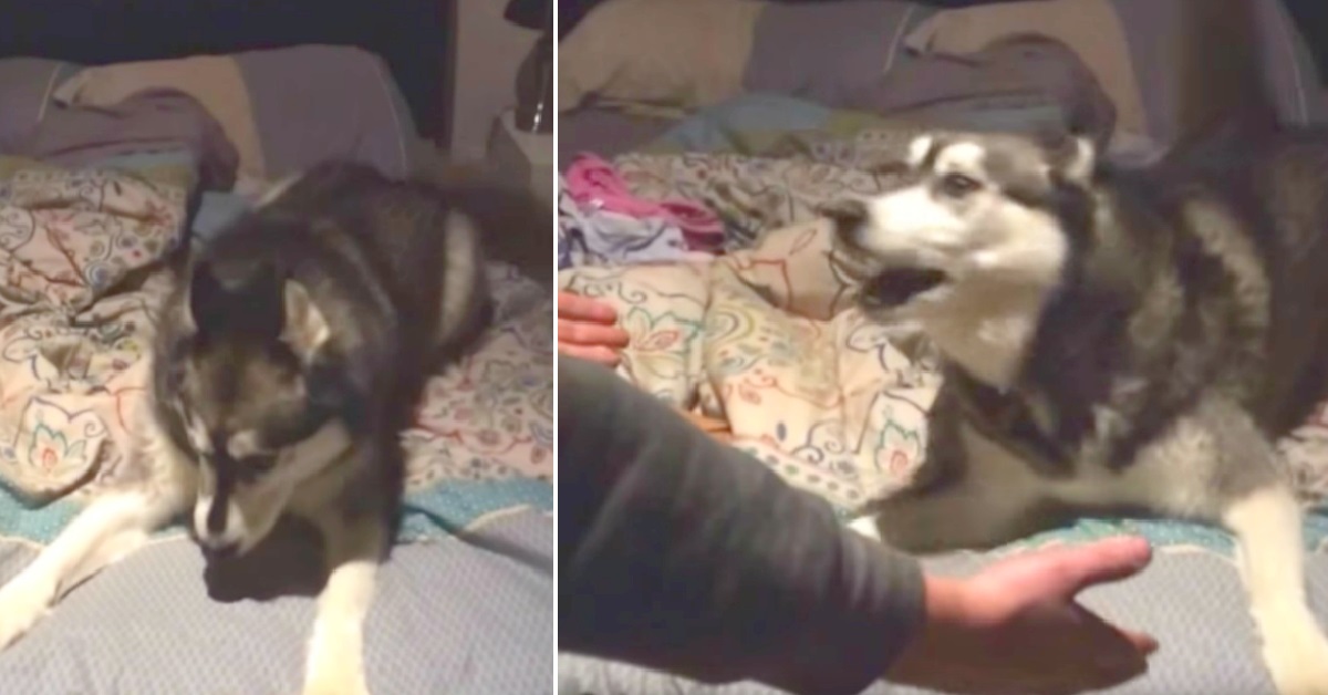 Shiro l’Husky si lamenta per esser stato lasciato solo (VIDEO)