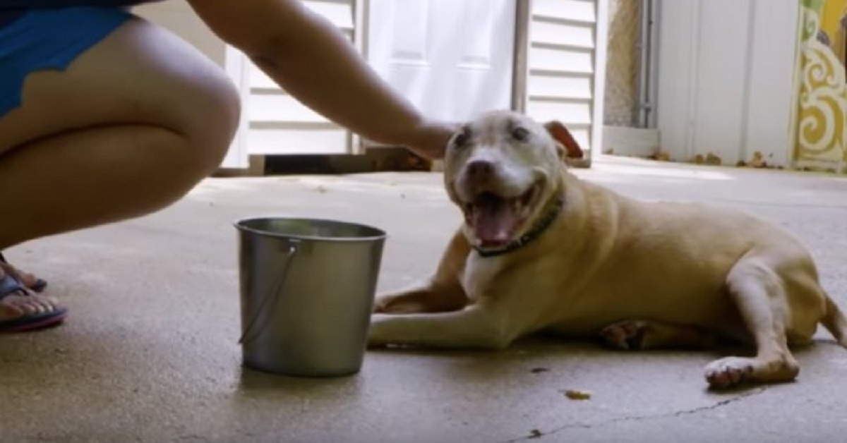 Summer, l’anziana pitbull che nessuno voleva, è stata adottata (VIDEO)