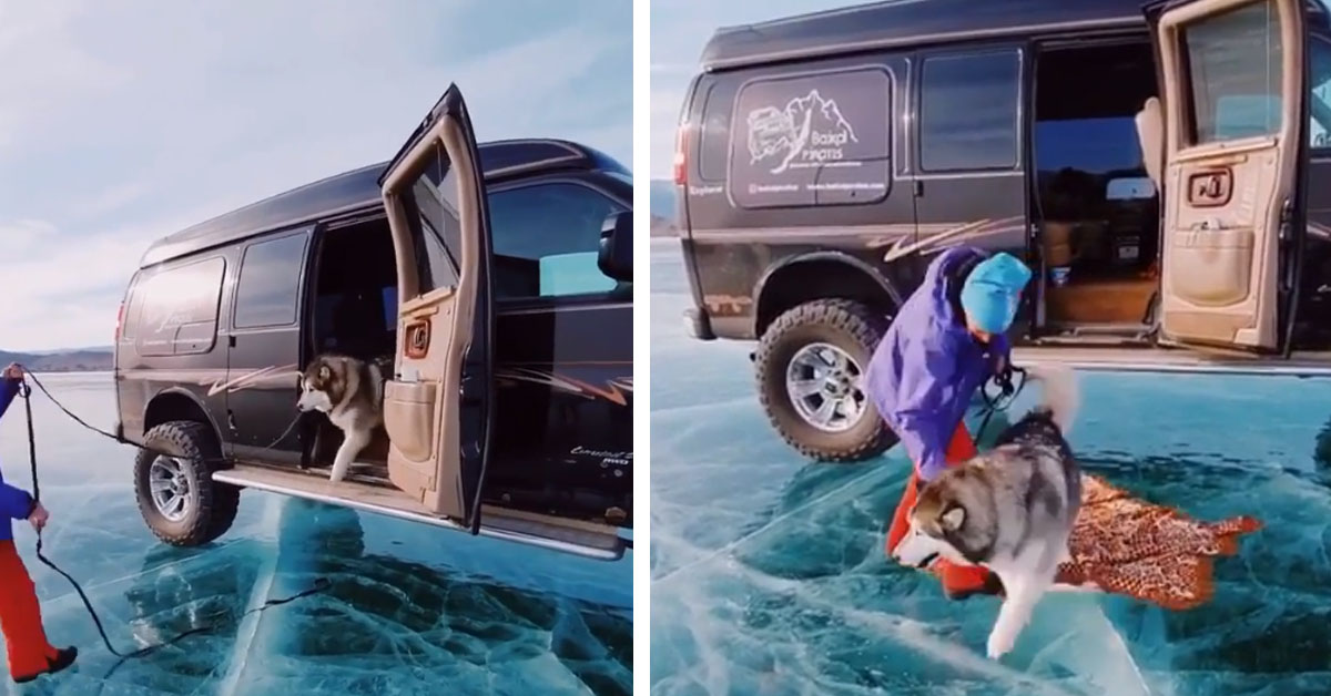 Alaskan Malamute non vuole camminare sul ghiaccio perché ha troppa paura (video)