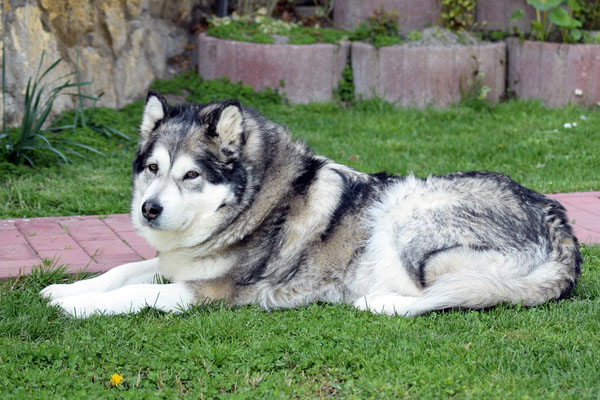 Alaskan Malamute sdraiato