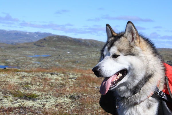 Alaskan Malamute osserva