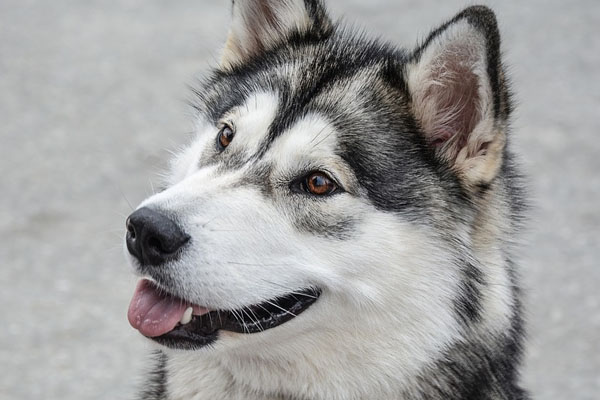 Alaskan Malamute osserva