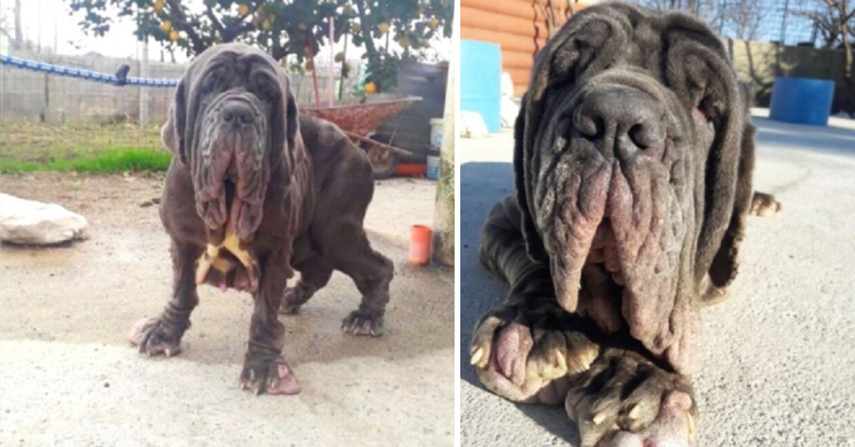Alessia, il Mastino Napoletano che dopo i maltrattamenti è finalmente felice