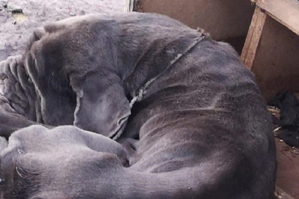 Mastino Napoletano che dorme