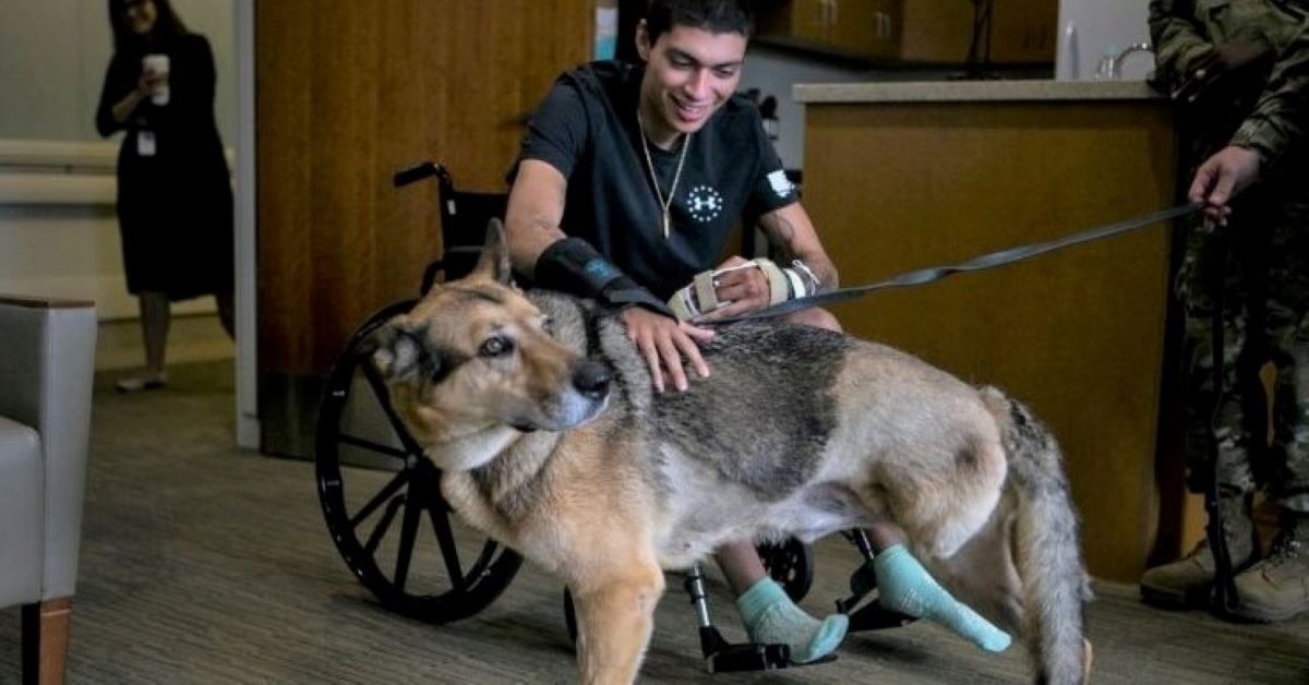Alex, il cane soldato che è tornato da una missione militare col suo padroncino (video)