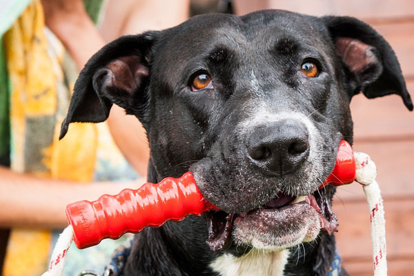 Cane con un gioco in bocca