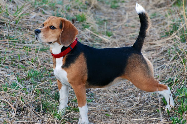 Beagle che punta