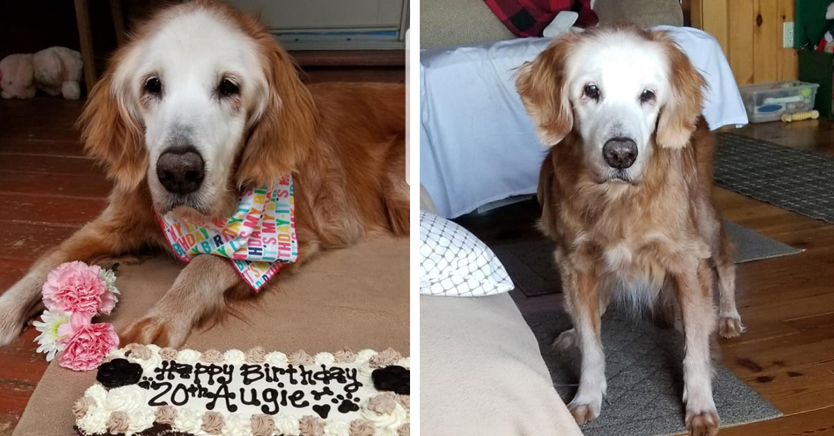 Augie, il Golden Retriever più anziano del mondo: ha 20 anni