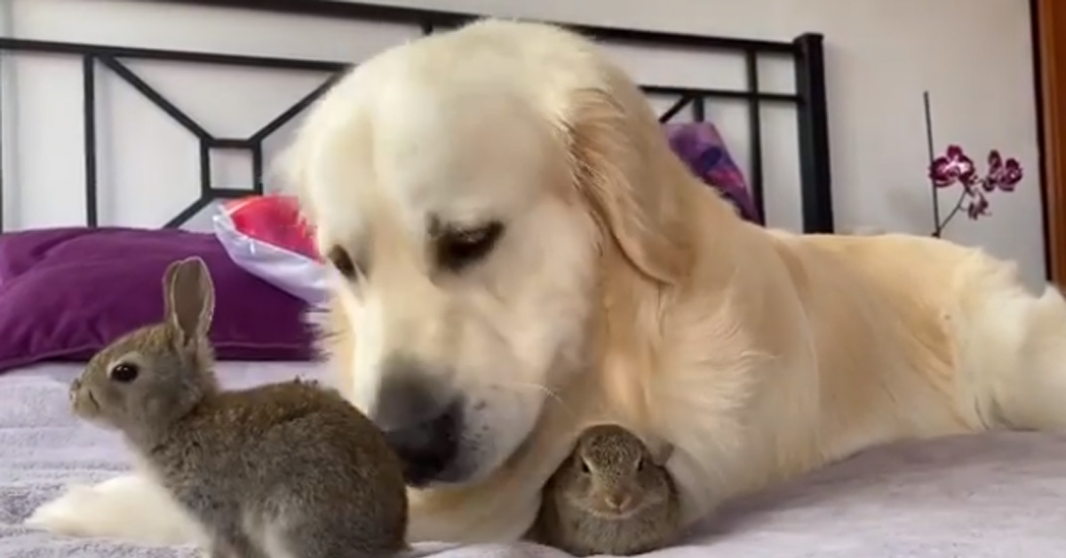 Bailey, il Golden Retriever che ha adottato dei coniglietti orfani (video)