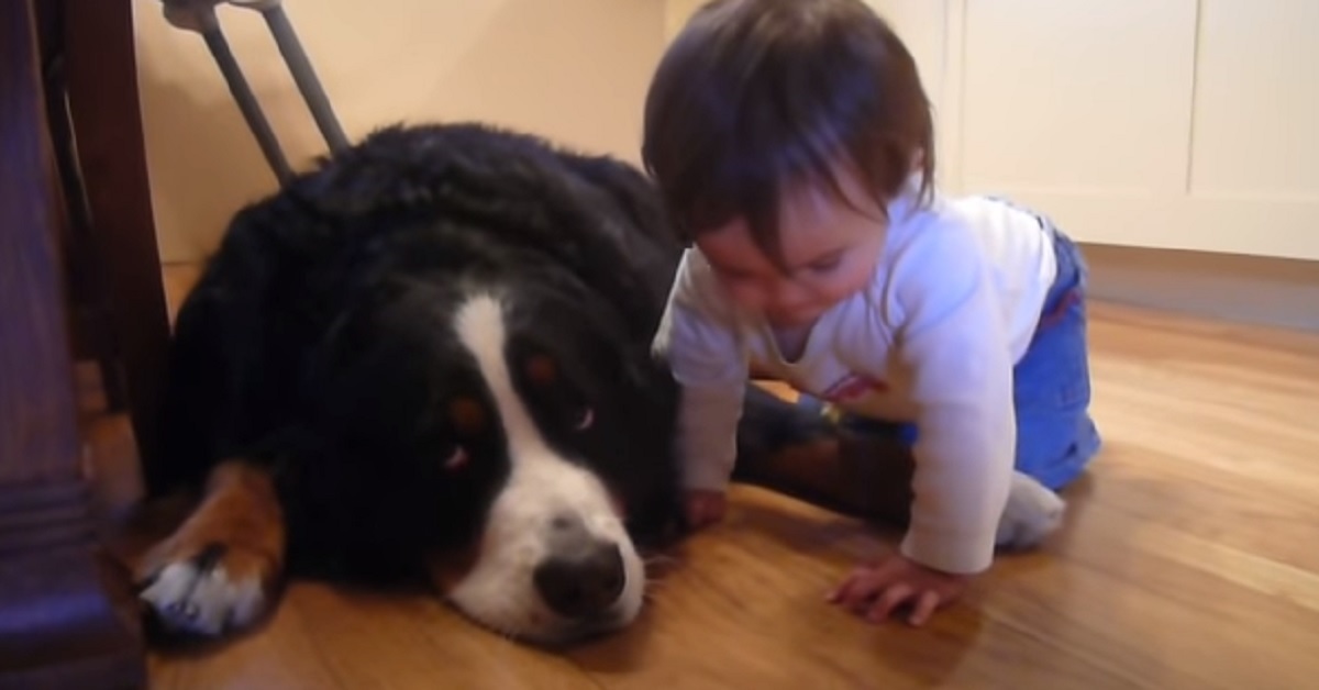 Bailey, il grande cucciolo di cane che si lascia coccolare da un bambino (video)