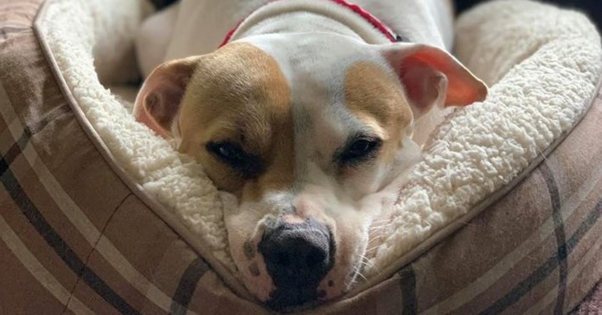 Bella, il grande Pitbull che ha salvato una donna anziana