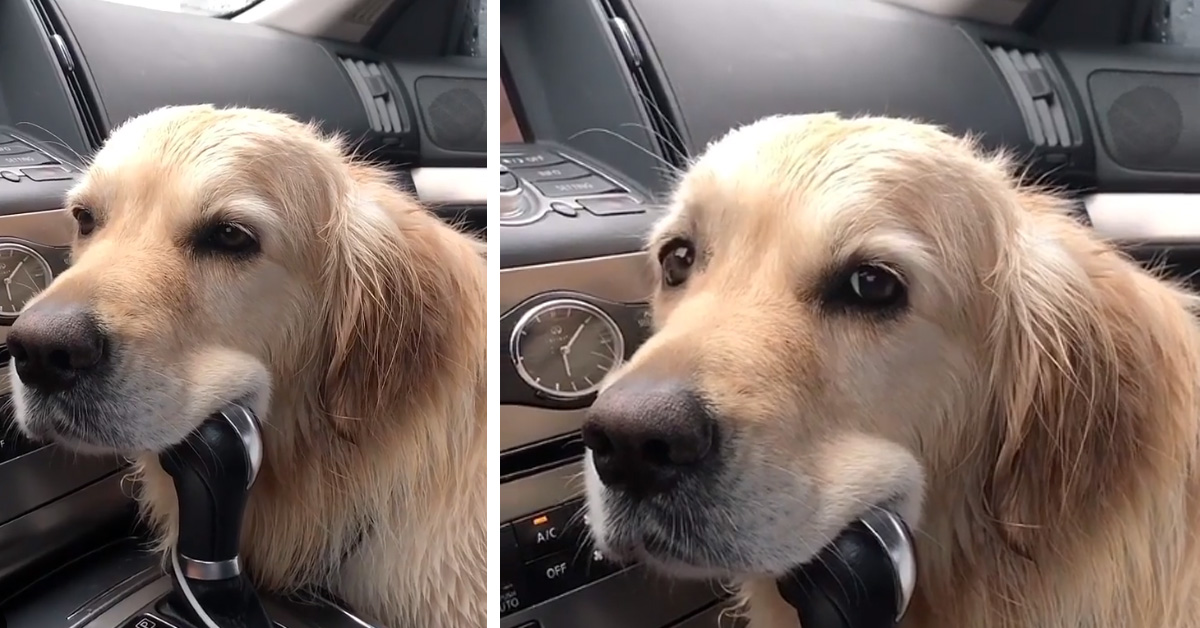 Ben, il Golden Retriever che sa come convincere il proprietario a non andare via (video)