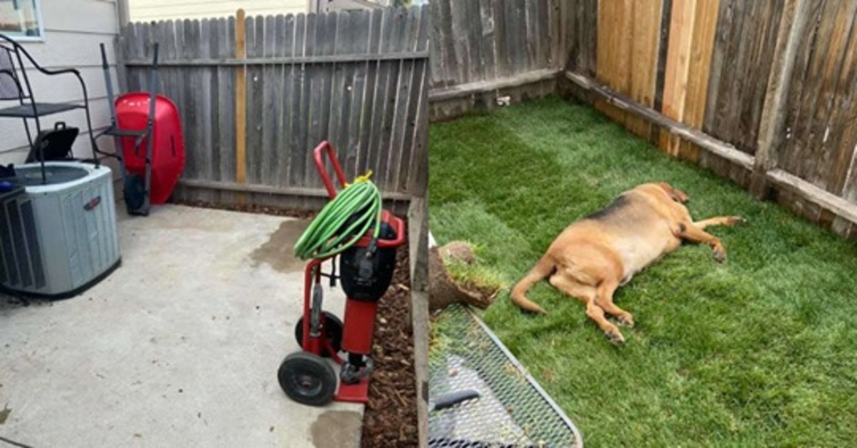 Bentley il cagnolino che ha finalmente un giardino tutto suo