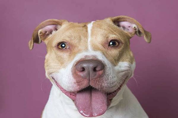 cane in posa per una foto