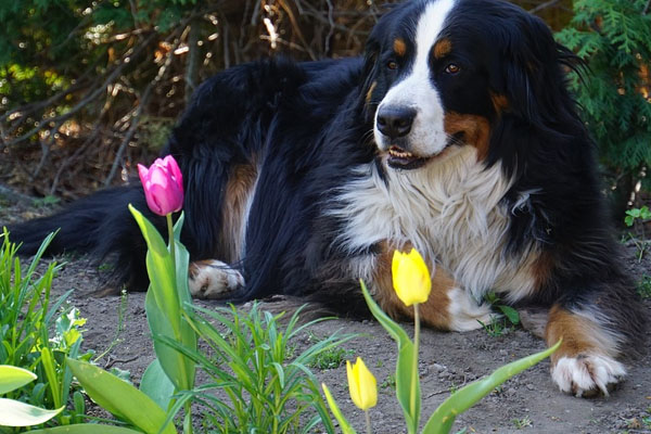 Bovaro del Bernese osserva