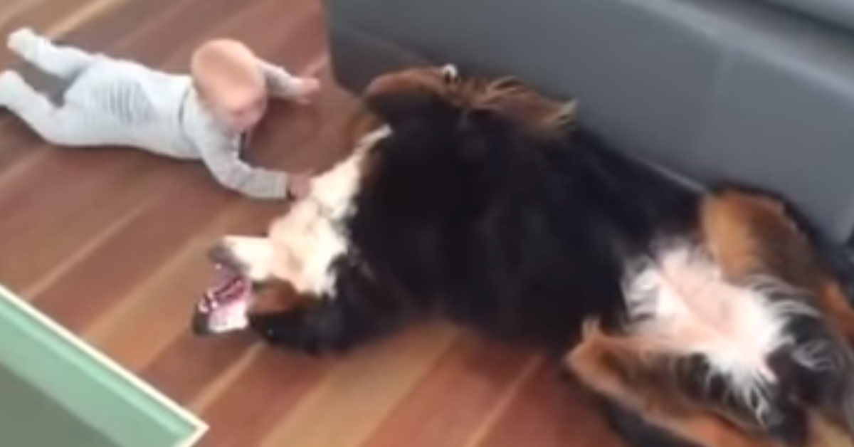 Bovaro del Bernese incontra per la prima volta un bambino e il video conquista il web