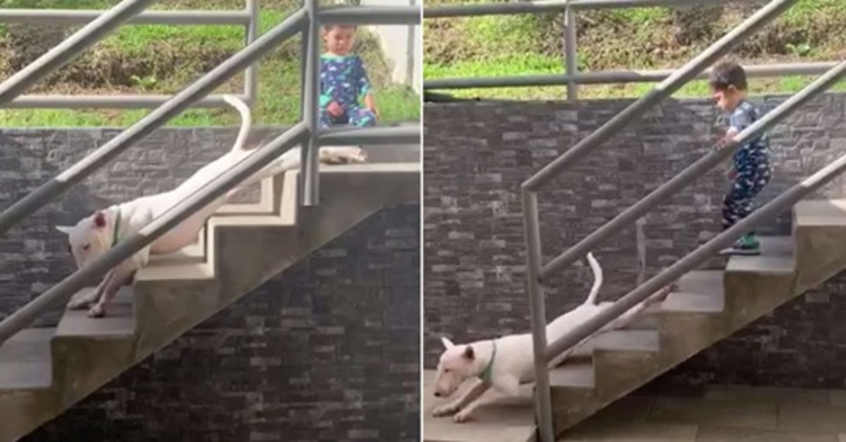 Bruno, il simpatico Bull Terrier con una routine mattutina tutta sua