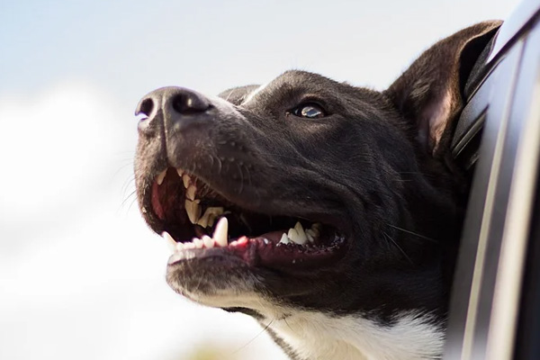 Cane fuori dal finestrino di una macchina