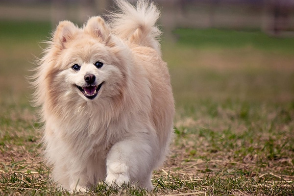 Cagnolino che cammina