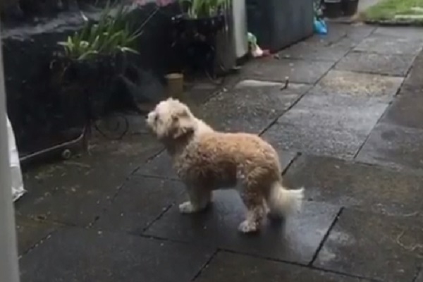 cagnolino cortile anziano