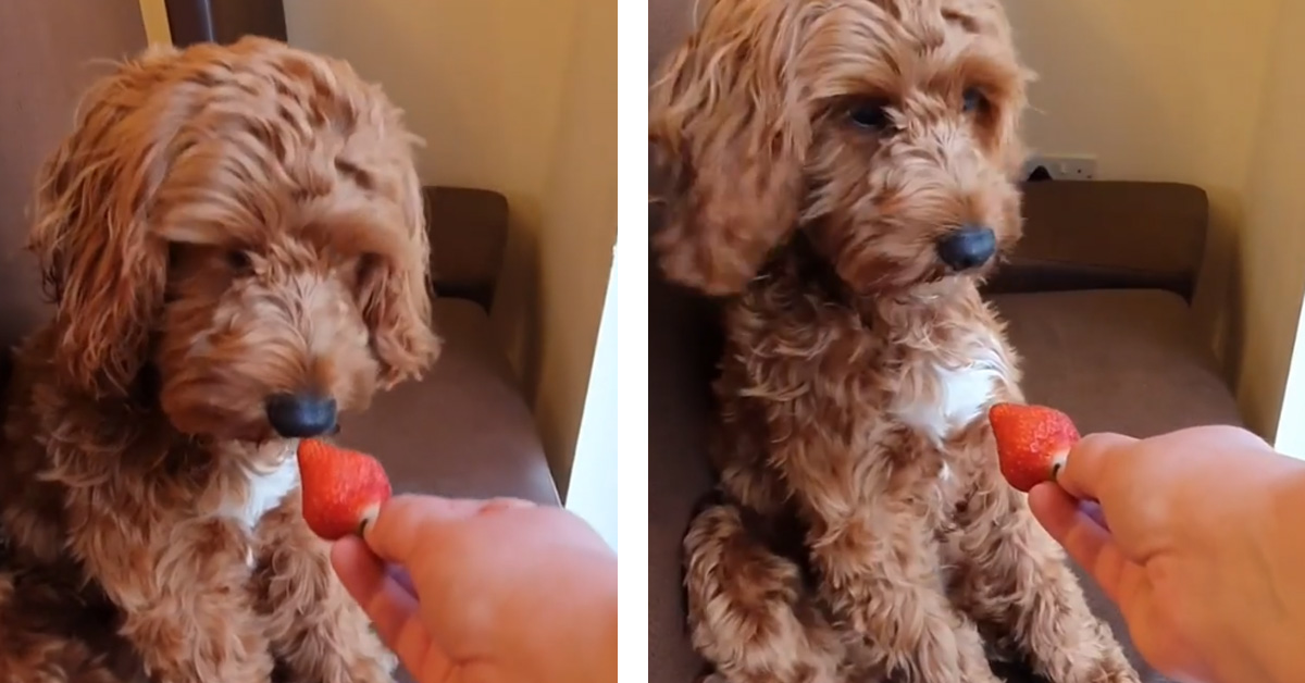 Cagnolino non vuole assaggiare una fragola e lo fa capire bene alla proprietaria (video)