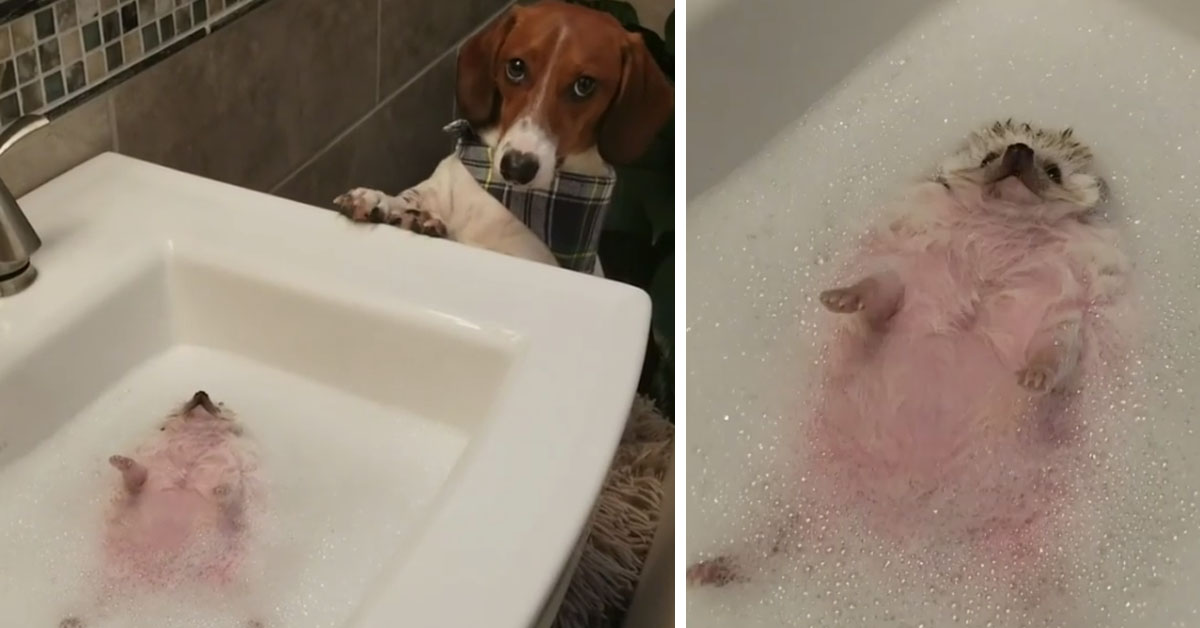 Cagnolino osserva un riccio che fa il bagno e ne resta affascinato (video)