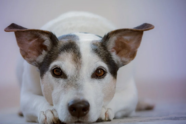 Cane che osserva