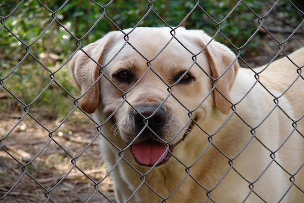 Adottare un cane, come e quando