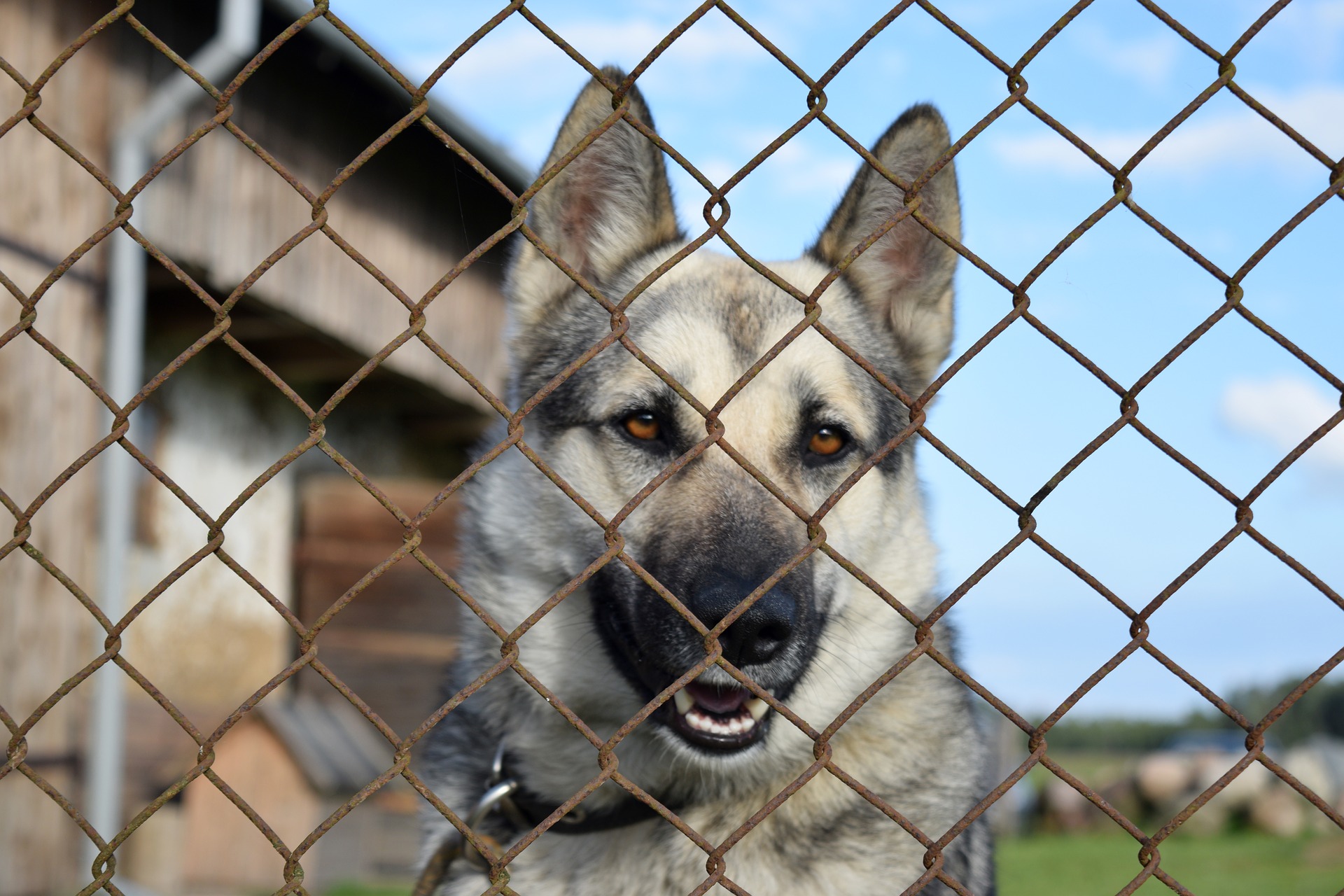 Cani, dove adottarli nel Lazio: piccola guida