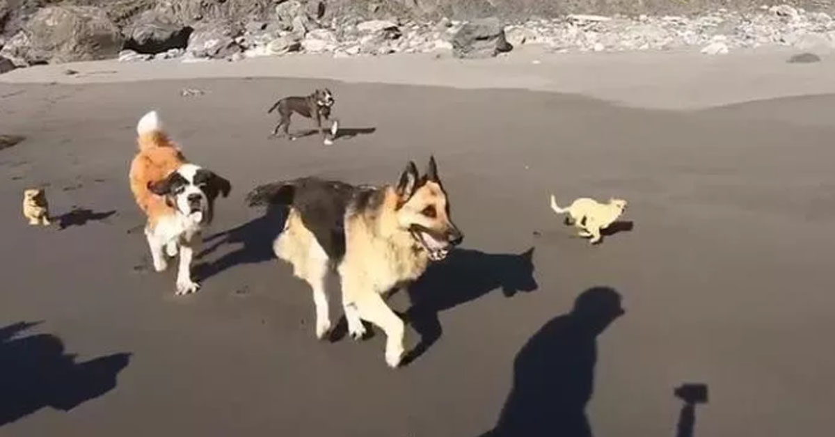 Cani salvati dal canile vedono per la prima volta il mare (video)