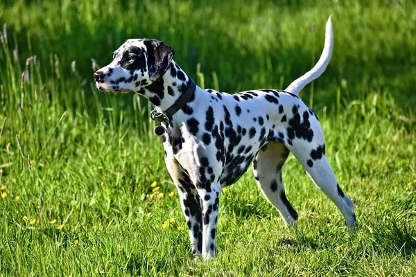 Cane in un prato