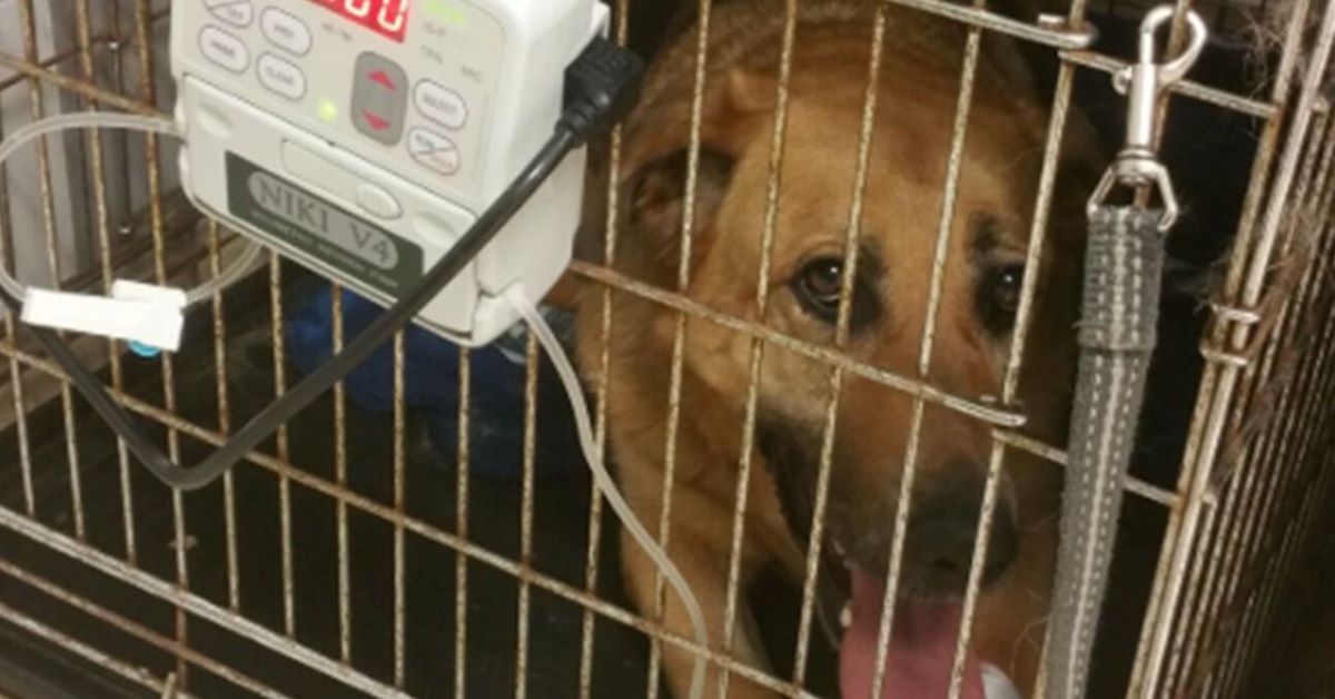 Carmela, il cane che lotta ogni giorno per restare in vita (video)